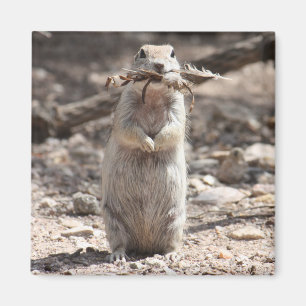 Round-tailed Ground Squirrel Magnet