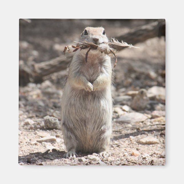 Round-tailed Ground Squirrel Magnet (Front)