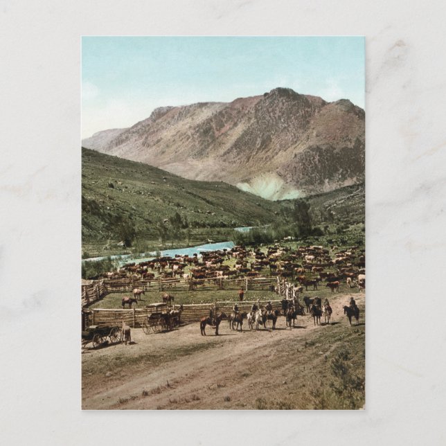 Round Up (Colorado, 1898) Postcard (Front)