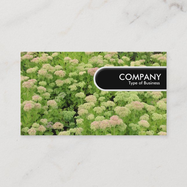 Rounded Edge Tag - Sedum (Autumn Joy) (Front)