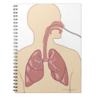 Route of Bronchoscope