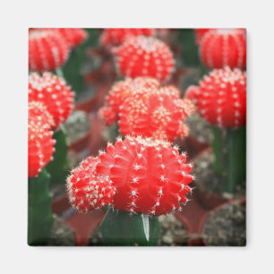 Row Of Cactuses Magnet