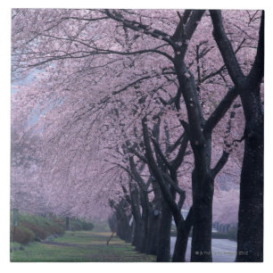 Row of cherryblossom trees tile