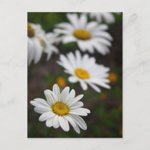 Row of Daisies Postcard
