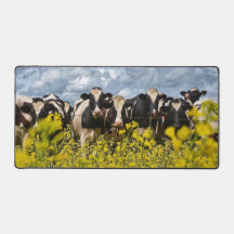 Row of Holstein Cows