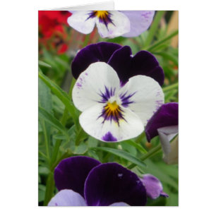 Row of Pansies