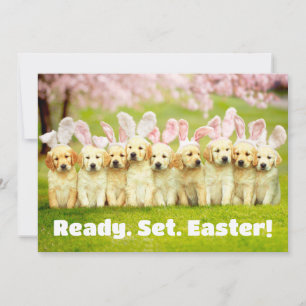 Row of Puppy Bunnies Invitation