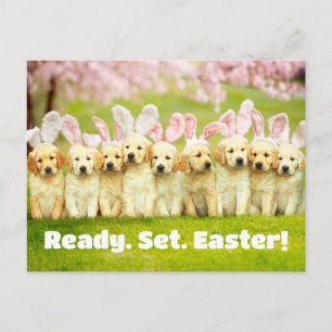 Row of Puppy Bunnies Invitation Postcard