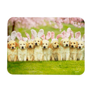 Row of Puppy Bunnies Magnet