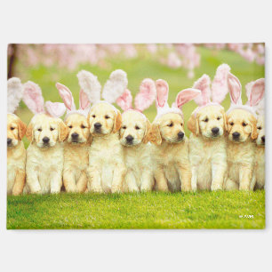 Row of Puppy Bunnies Magnet