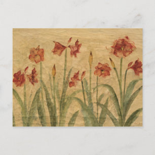 Row of Red Amaryllis Postcard