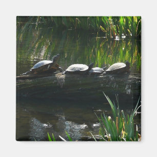 Row of Turtles Green Nature Photo Magnet