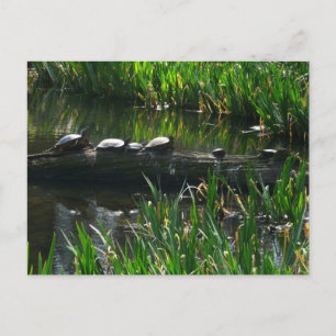 Row of Turtles Green Nature Photo Postcard