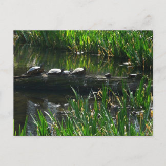 Row of Turtles Green Nature Photo Postcard