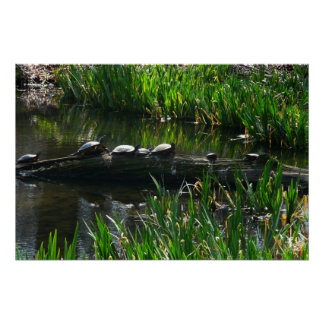 Row of Turtles Green Nature Photo Poster