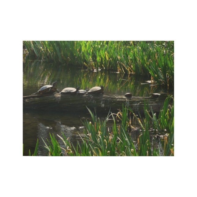Row of Turtles Green Nature Photo Wood Poster (Front)
