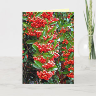 Rowan Berries - Season's Greetings Holiday Card
