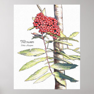 Rowan Study Poster