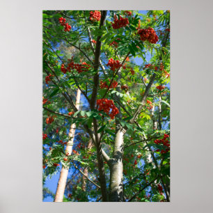 Rowan tree poster