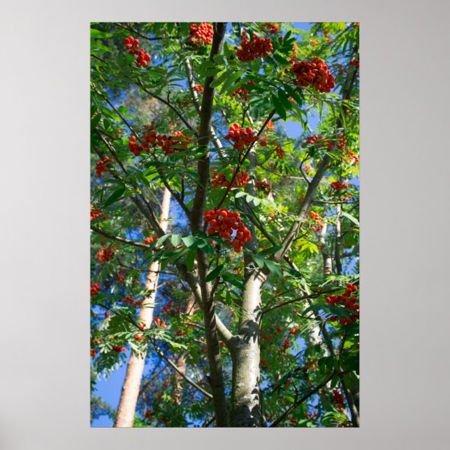 Rowan tree poster (Front)