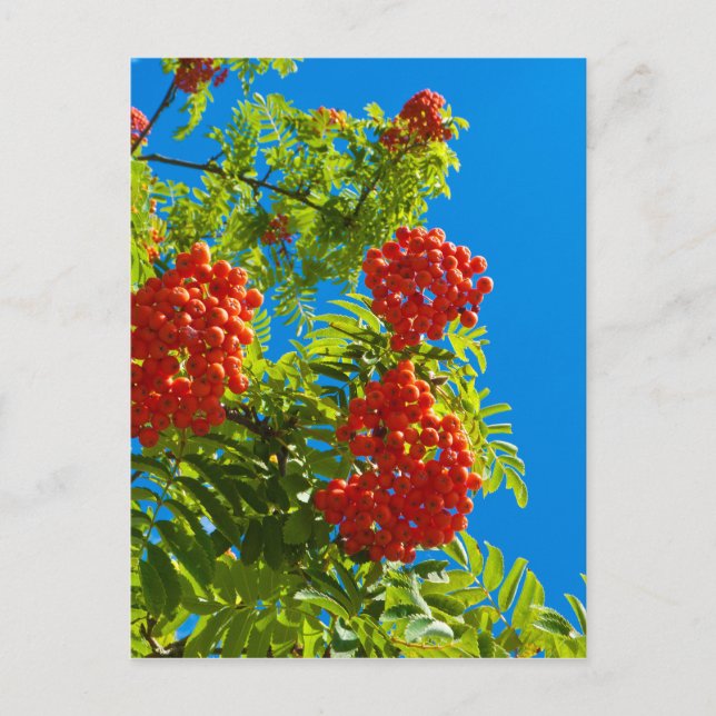 Rowan tree  with red berries postcard (Front)