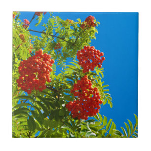 Rowan tree with red berries tile