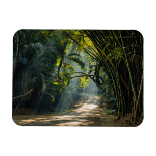 Rows of Bamboo Magnet