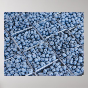 Rows of blueberries poster