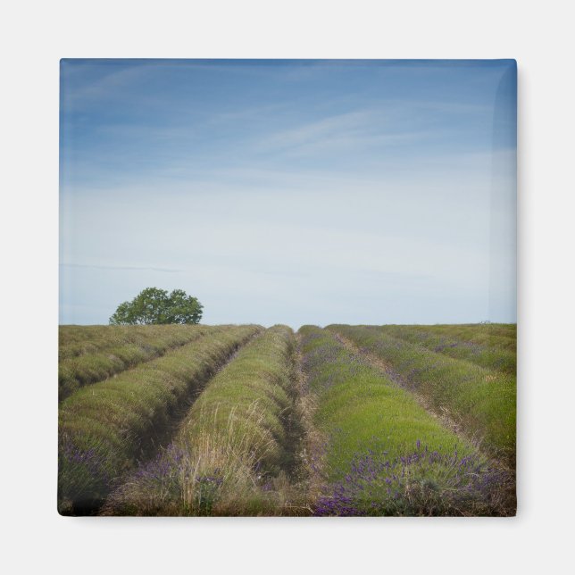 Rows of lavender after harvest magnet (Front)
