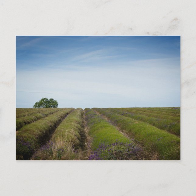 Rows of lavender after harvest postcard (Front)