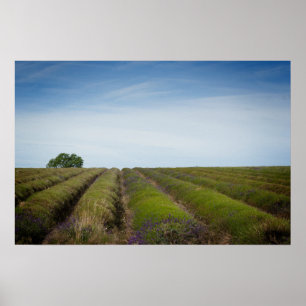 Rows of lavender after harvest poster