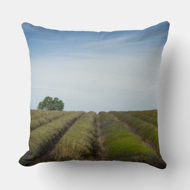Rows of lavender after harvest throw pillow (Front)