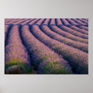 Rows of lavender in Provence Poster