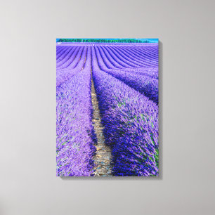 Rows of Lavender, Provence, France Canvas Print
