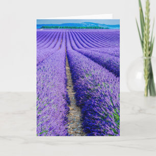 Rows of Lavender, Provence, France Card