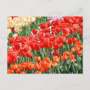 Rows of Rainbow Postcard