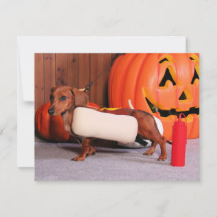 Roxy - Mini Dachshund - Elliott