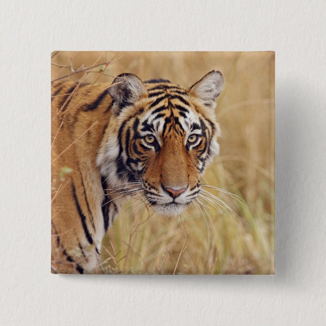 Royal Bengal Tiger 15 Cm Square Badge (Front)