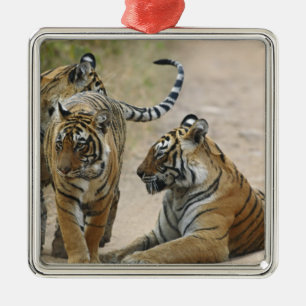 Royal Bengal Tiger and young ones, Ranthambhor Metal Tree Decoration