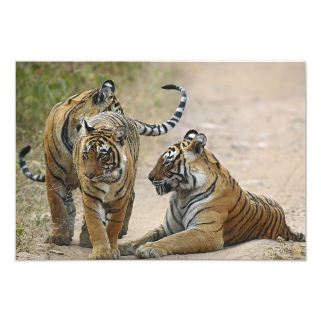 Royal Bengal Tiger and young ones, Ranthambhor Photo Print (Front)