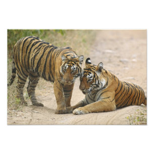 Royal Bengal Tiger and young - Touching ahead, Photo Print
