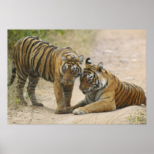 Royal Bengal Tiger and young - Touching ahead, Poster