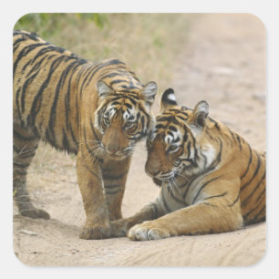 Royal Bengal Tiger and young - Touching ahead, Square Sticker