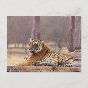 Royal Bengal Tiger at the ceaph, Postcard