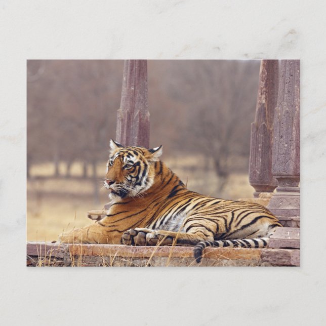 Royal Bengal Tiger at the ceaph, Postcard (Front)