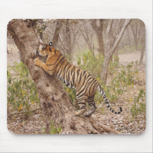 Royal Bengal Tiger climbing up the tree, Mouse Pad