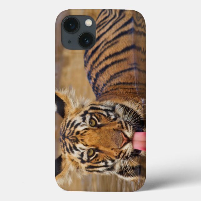 Royal Bengal Tiger cub, drinking water Case-Mate iPhone Case (Back)