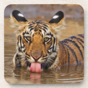 Royal Bengal Tiger cub, drinking water Coaster