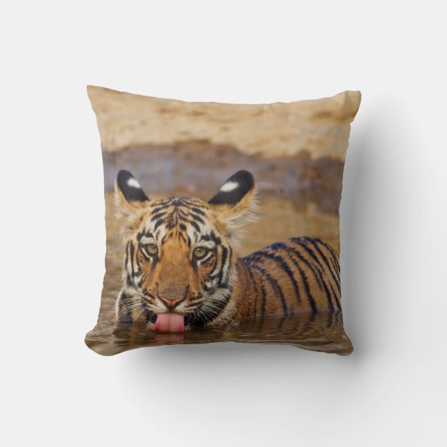 Royal Bengal Tiger cub, drinking water Cushion (Front)