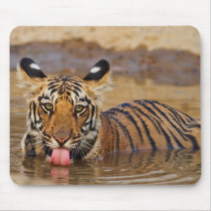 Royal Bengal Tiger cub, drinking water Mouse Pad